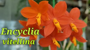 Encyclia vitellina повторное цветение за год.