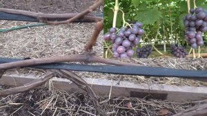 Виноград ,у которых лоза не вызрела  от слова - вообще .