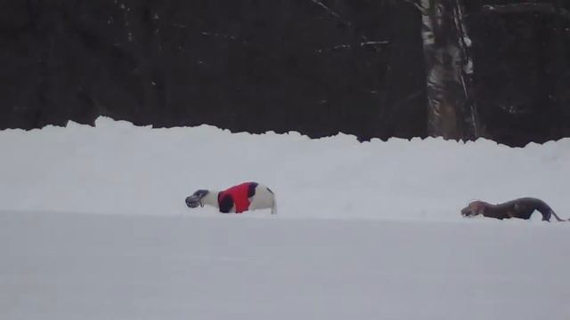 29.01.17 Квалификация по курсингу смотреть онлайн