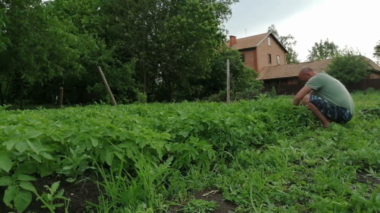 прополка картошки,ягодка клубничка)