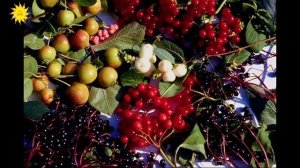 ЛЕКАРСТВЕННЫЕ ТРАВЫ. Виды целебных трав, ягод, плодов, листьев. Сбор. Заготовка. Рецепты чая, взвар