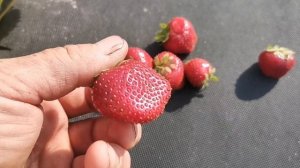 /Новинка 2020г! Продолжение сортов АЗИЯ и СИРИЯ, - клубника ФЕДЕРИКА! /