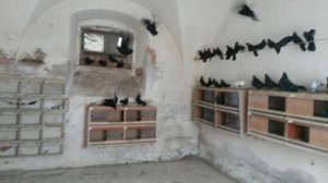 Белоносые Жуки, Голуби Астаны Часть 1