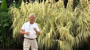 Arundo donax 'Peppermint Stick' (giant variegated reed grass)