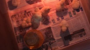 ИНКУБАЦИЯ КУРИНЫХ ЯИЦ. Часть 3. Брудер-Инкубатор. Пересаживаем цыплят