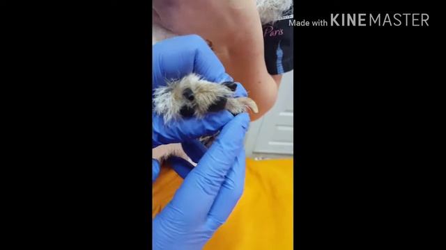 Как стричь когти. Что делать если при стрижке когтей идёт кровь смотреть онлайн