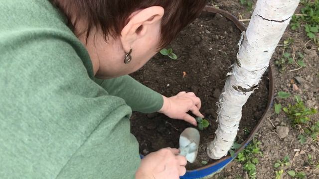 Как сделать теплые грядки в открытом грунте До поздней осени вы с урожаем