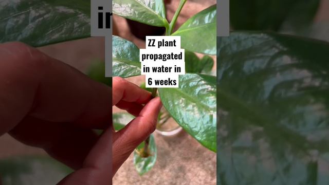 ZZ Plant in 6 Weeks !! #short  #shortsvideo #zzplant #water #propagation #6weeks #plants #roots