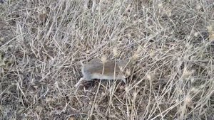 Обыкновенная полёвка (Microtus arvalis). Дагестан