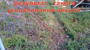 Черная малина кумберленд  Обрезка летом