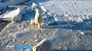 Белые медведи пришли в гости к вахтовикам на Ямале