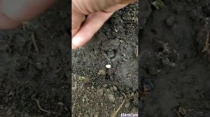 Как и когда сеять горох, рекомендации и личный опыт ?