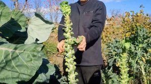 Лайфхак для быстрого сбора Брюссельской капусты