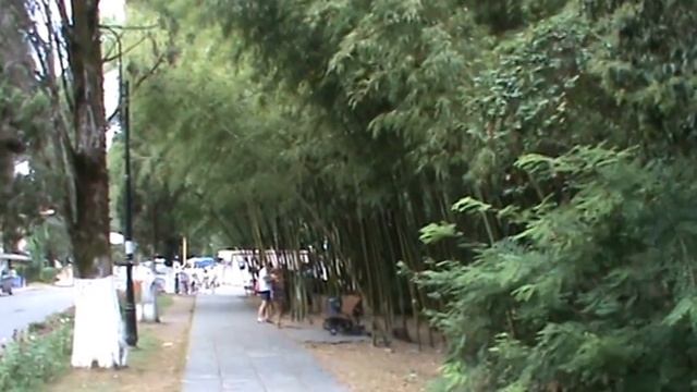 Абхазия Пицунда 2016.На центральной улице Пицунды,бамбук растет везде... смотреть онлайн