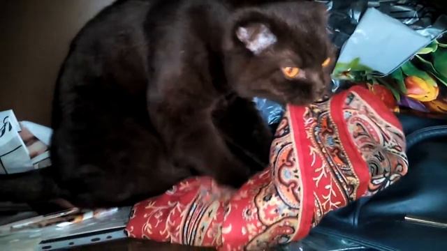 Котик и шарф смотреть онлайн