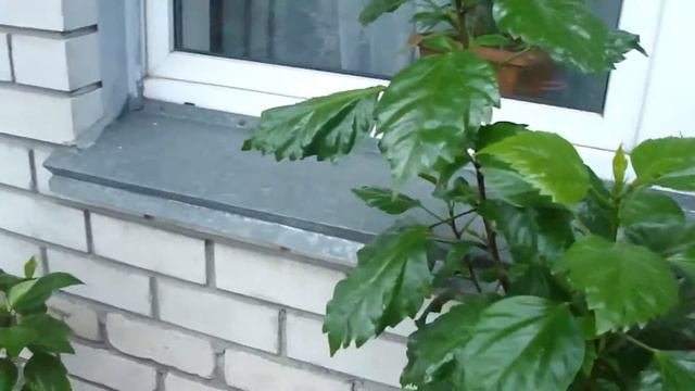Подстрежете гибискус и он будет цвести очень долго! Цветет гибискус!