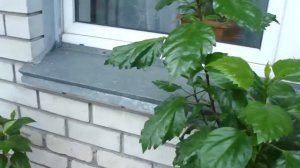 Подстрежете гибискус и он будет цвести очень долго! Цветет гибискус!