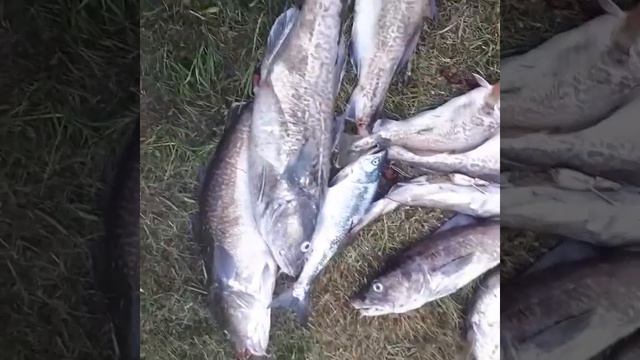 Итуруп поймали трески смотреть онлайн