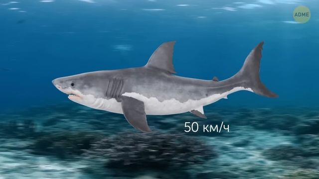 10+ жутких фактов о мегалодоне и его встречах с людьми смотреть онлайн