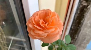 Hoa hồng Louise Clements