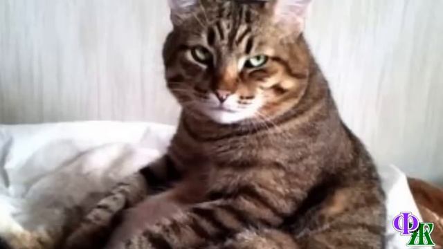 КЕША 37. «Кешик, пора вставать, пойдем Саньку поищем!» - Лена ласково потрепала пушистое пузико кот смотреть онлайн