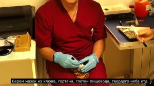 ШКОЛА ветврача орнитолога. Берем мазки из клюва у крупных попугаев. Попугай Жако.