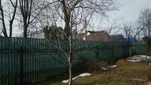 Как правильно обрезать и формировать плодоносящую грушу весной ?Разреженно-ярусная крона груши.