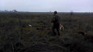 "Подсадной" перепел в натаске легавой собаки! Как вызвать охотничий азарт у собаки 3 лет "с дивана"