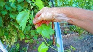 Как работает перекись водорода при обработке винограда от болезней оидиума,милдью и гнили.mp4