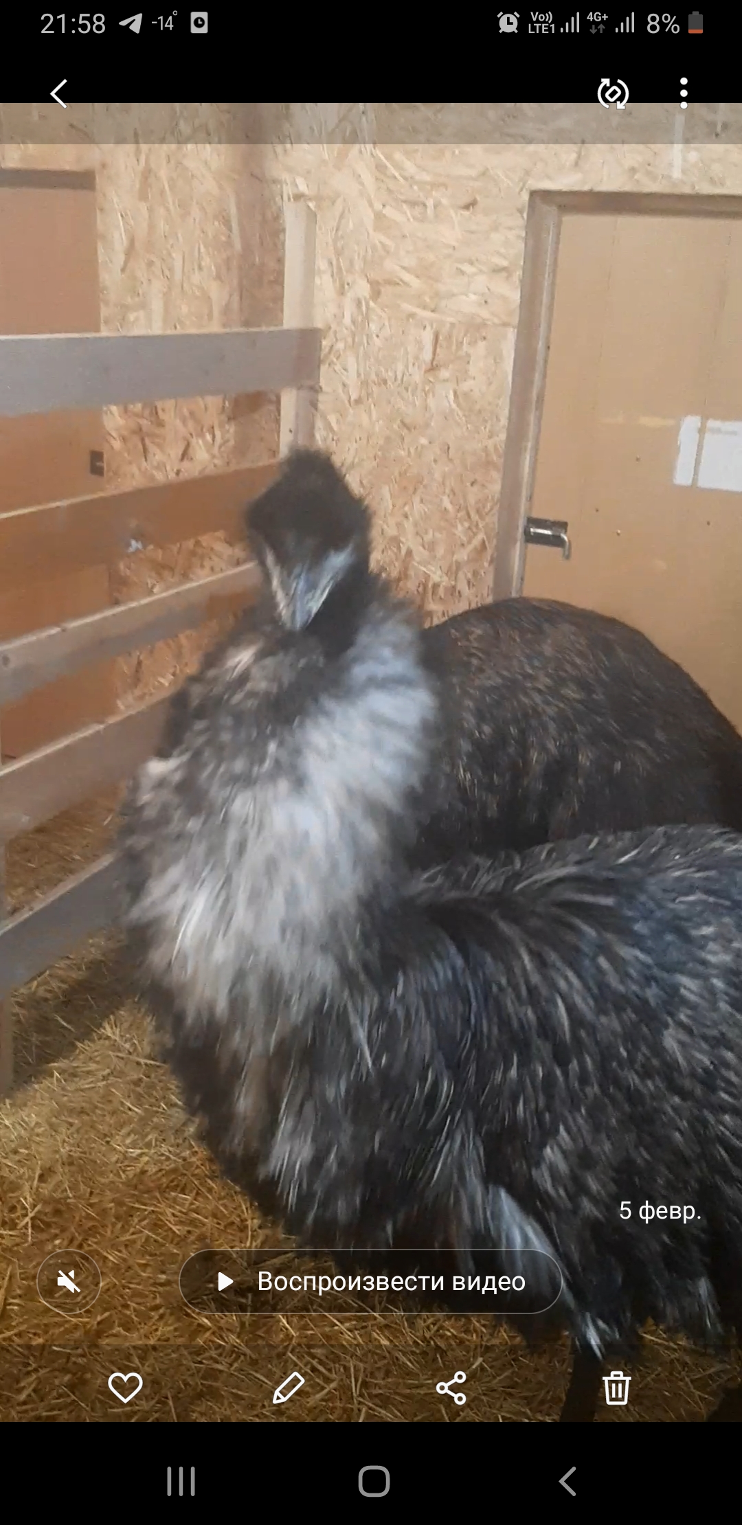 Перевозка страусов. смотреть онлайн