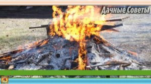 ОШИБКИ которые делают золу БЕСПОЛЕЗНЫМ и ВРЕДНЫМ УДОБРЕНИЕМ для сада и огорода Дачные ХИТРОСТ