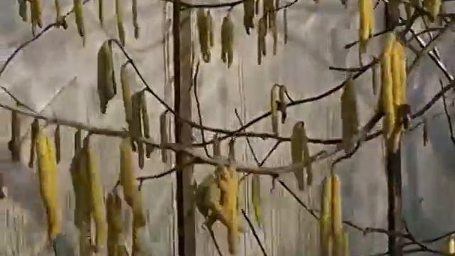 Зацвёл фундук 06.03.2014 смотреть онлайн