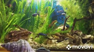 цихлиды.  мой аквариум  на 200 литров