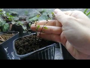 Что выросло из семян с Wildberries через 1,5 месяца
