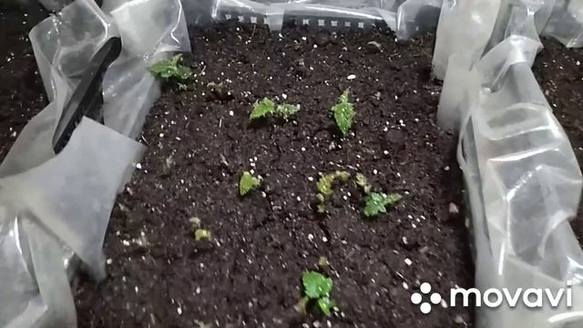 Первые всходы ежевики. 100% лёгкий способ размножения ежевики 2 часть. смотреть онлайн