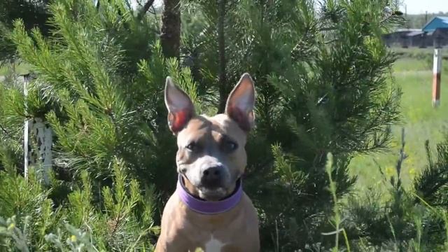 дрессировка собак | питбуль | Факты о питбуле Дана смотреть онлайн