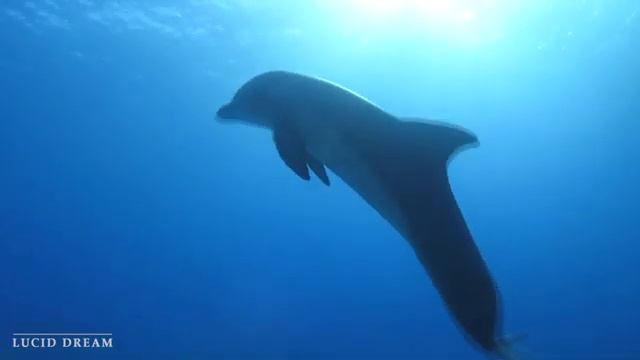 Шум моря ? музыка, расслабляющая водных животных? музыка лечащая нервы и помогающая заснуть смотреть онлайн