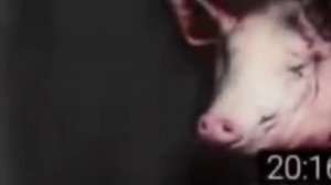 свинтус придёт но свинтус не придёт