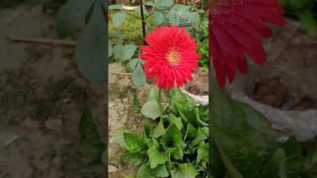 BEAUTIFUL GERBERA FLOWER PLANT . FIRST FLOWER. THE BEAUTY QUEEN