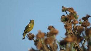 Зеленушка. Самец. ( Carduelis chloris )