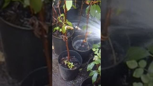 Полив3