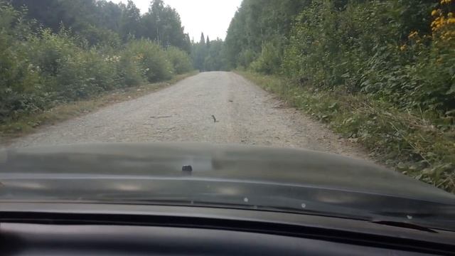 Бурундук в тайге смотреть онлайн