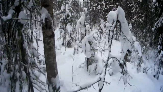 Пробиваем путик через тайгу на снегоходах! смотреть онлайн