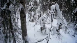 Пробиваем путик через тайгу на снегоходах!