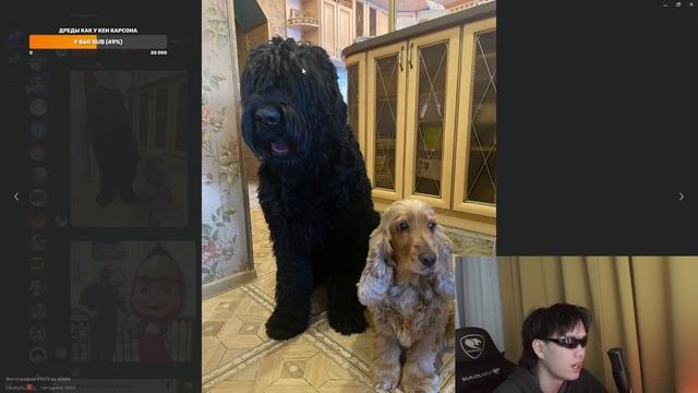 СТОПБАН ВЫБИРАЕТ СЕБЕ СОБАКУ! СОБАКА ИЗ РЕДАНА! смотреть онлайн