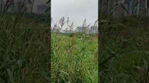 рыбалка в Лахтинском разливе.