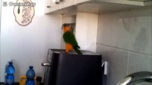 Ирландский танец попугая