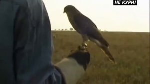 Охота с ястребом | кафедра охотоведения | охотовед.pw
