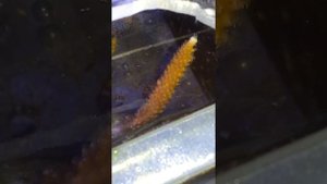 Половое размножение акропоры SPS коралла в домашнем аквариуме.