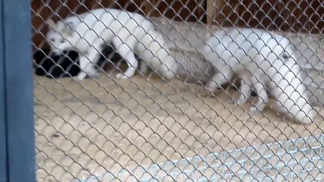 Звери в осеннем зоопарке смотреть онлайн